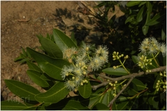 Syzygium salicifolium